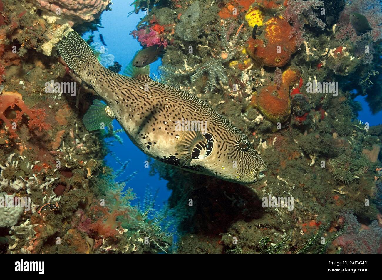 Mappa Puffer (Arothron mappa) between colourful overgrown pillars of Ducomi Pier, Bacong, Dumaguete, Negros, Philippines Stock Photo