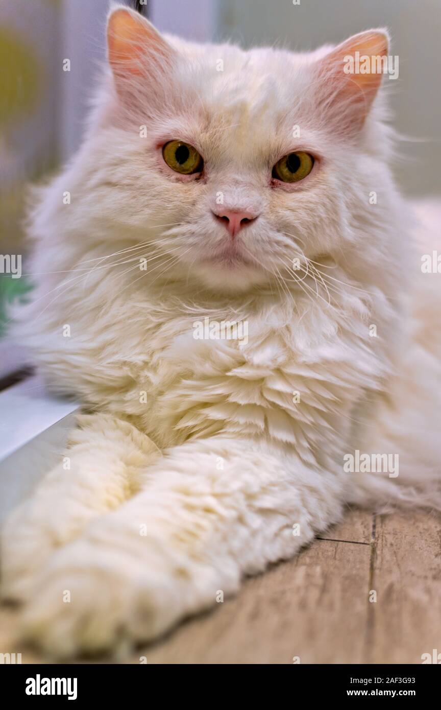 Young Cute Cat Resting On Wooden Floor The Scottish Fold Long