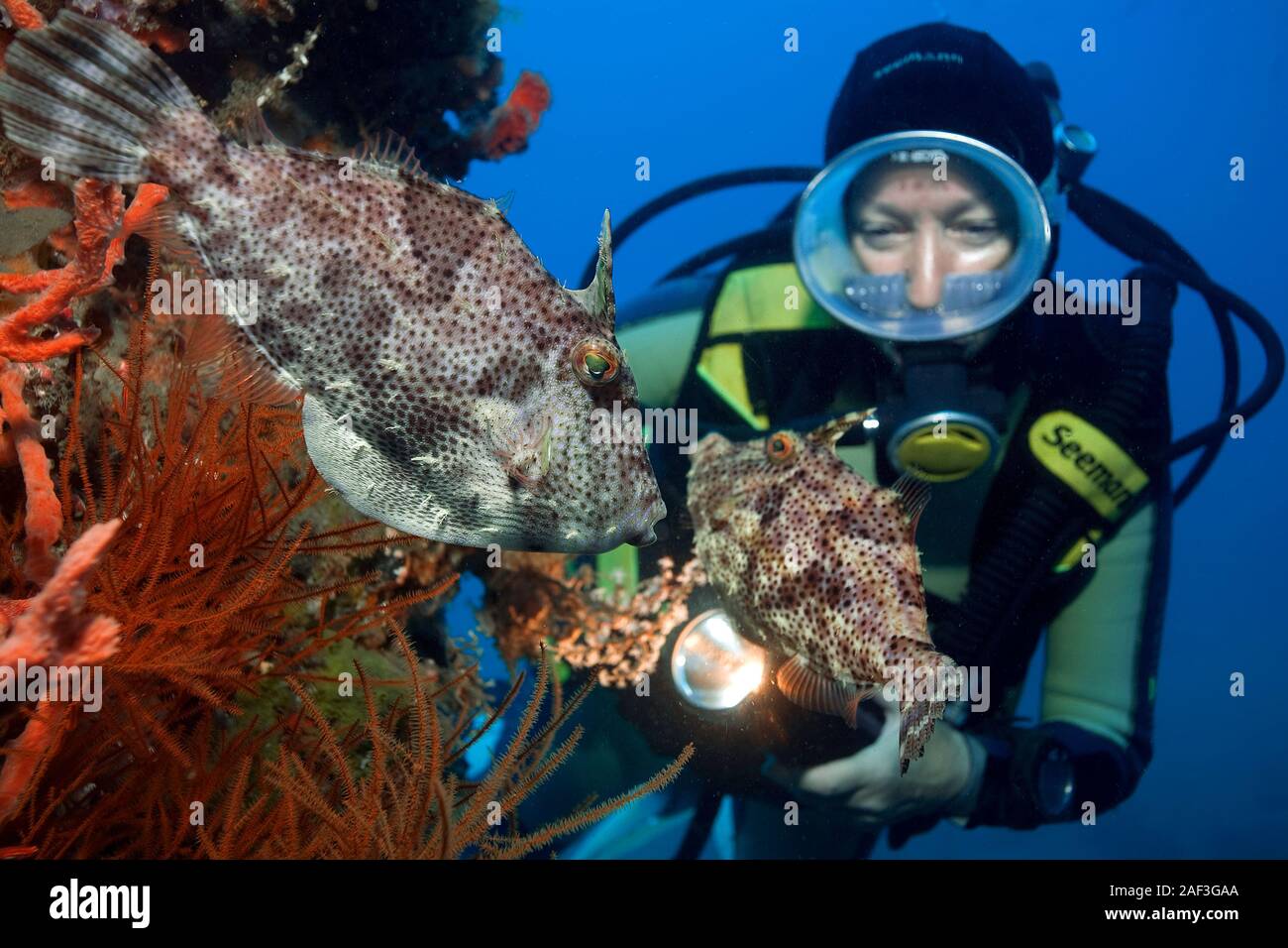 Scuba diver watches Bristle tail filefish, Bristle-tail File-fish (Acreichthys tomentosus) at overgrown pillars of Ducomi Pier, Dumaguete, Philippines Stock Photo