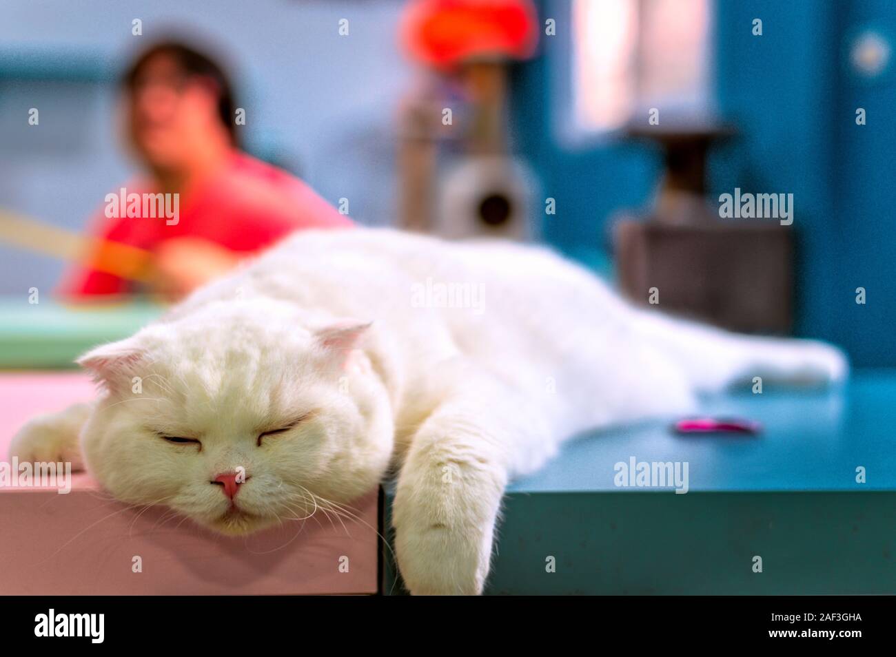 Young Cute Cat Sleeping On Table The Scottish Fold Short Haired