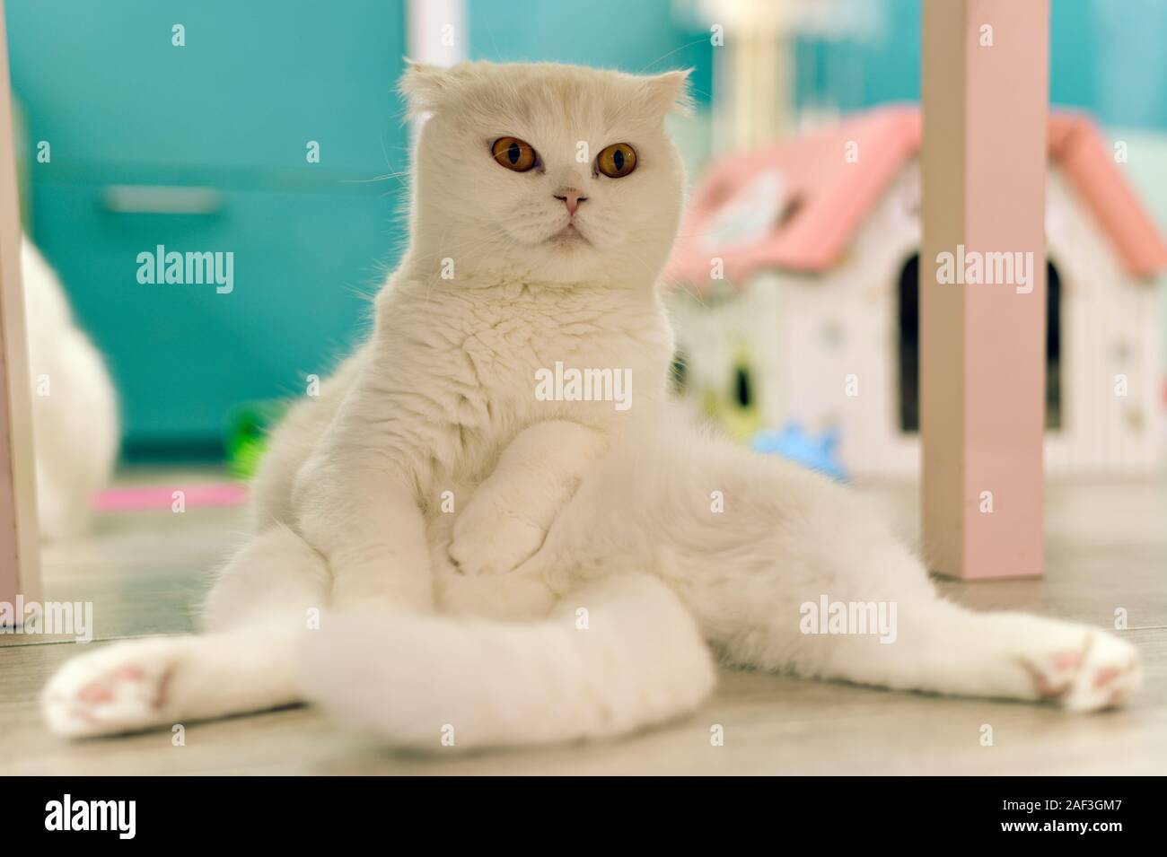 Young Cute Cat Sitting On Floor The Scottish Fold Short Haired
