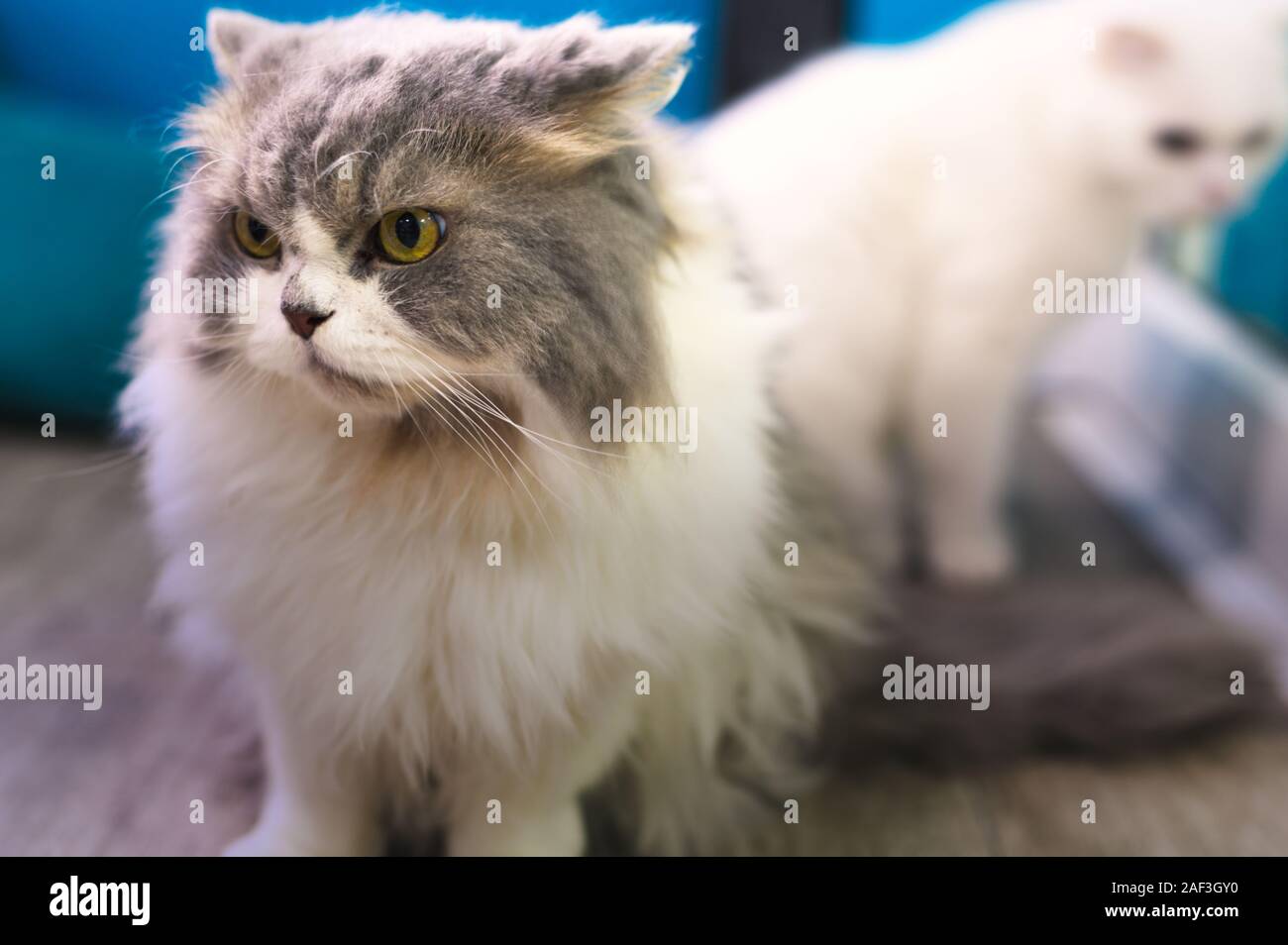 Scottish Long Haired Cat Stock Photos Scottish Long Haired Cat