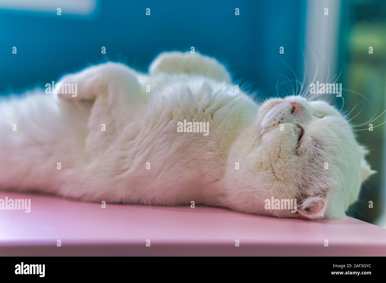 Young Cute Cat Sleeping On Table The Scottish Fold Short Haired