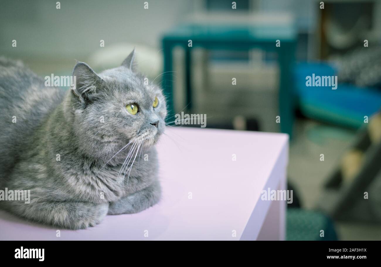 Young Cute Cat Resting On Table The Scottish Fold Short Haired