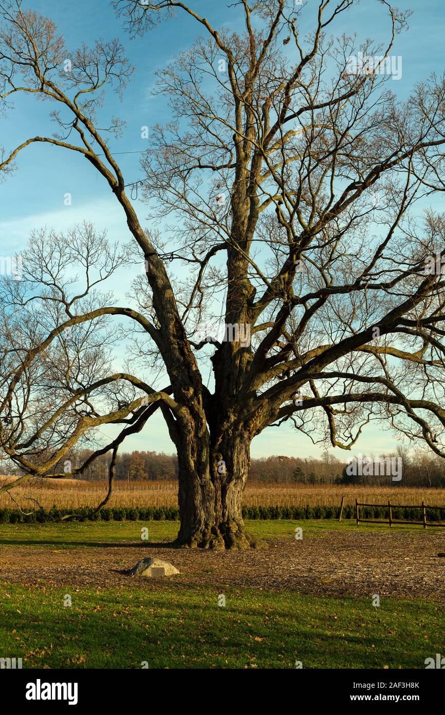 Fonthill Ontario Canada, the Comfort Maple, without leaves one of the  oldest trees in Canada aged over 450 years Stock Photo - Alamy