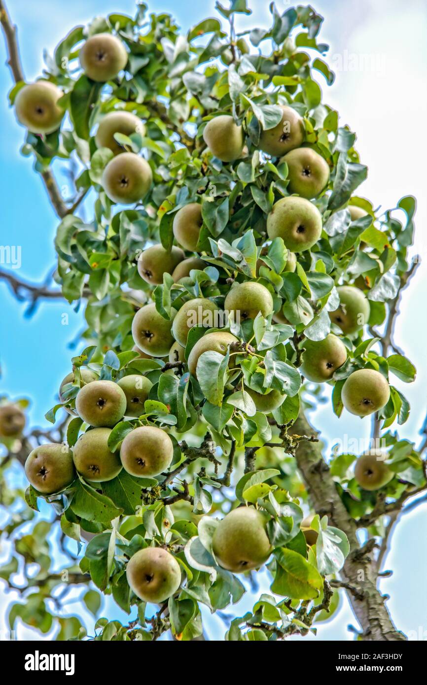Tree full pears hi-res stock photography and images - Alamy