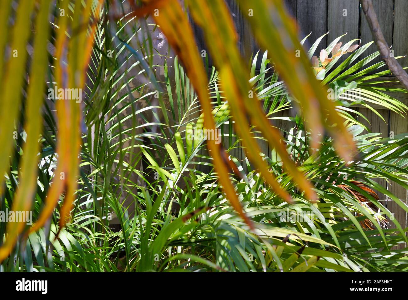 Palm fronds, backyard garden. Stock Photo