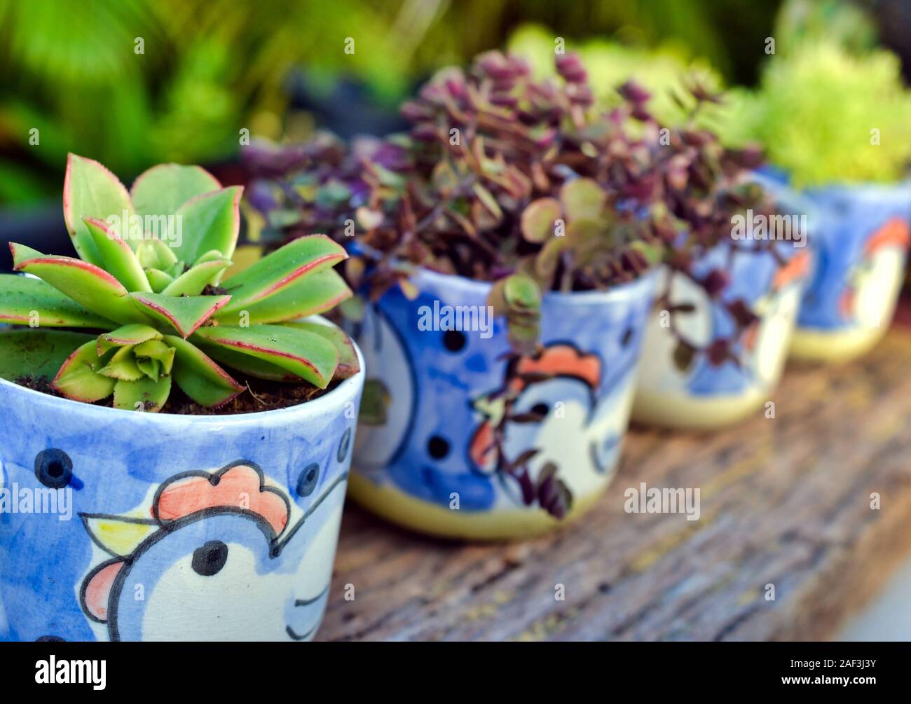 Succulent plants in cute hand painted pots Stock Photo