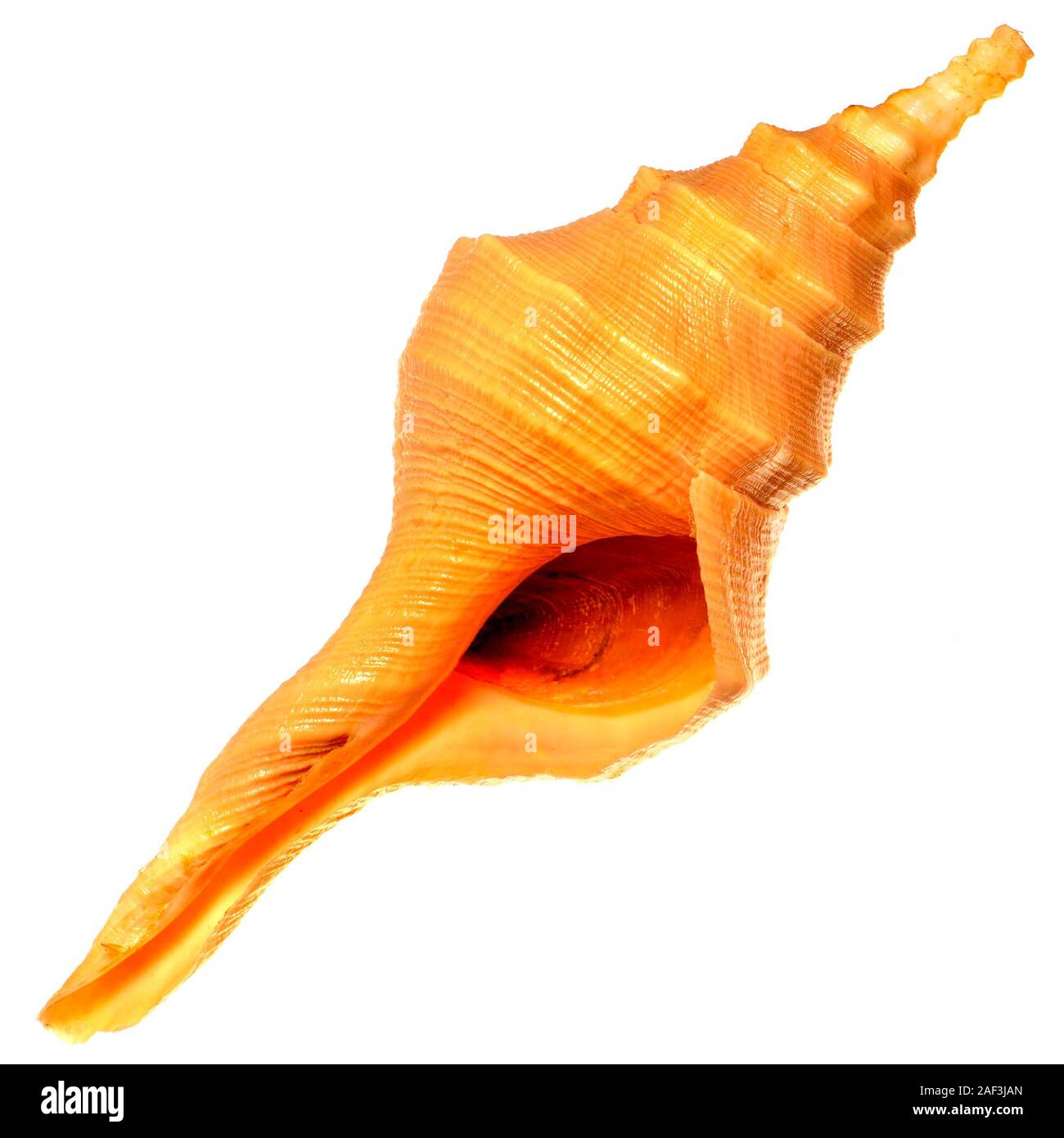 Australian trumpet / False trumpet (Syrinx aruanus) small / young