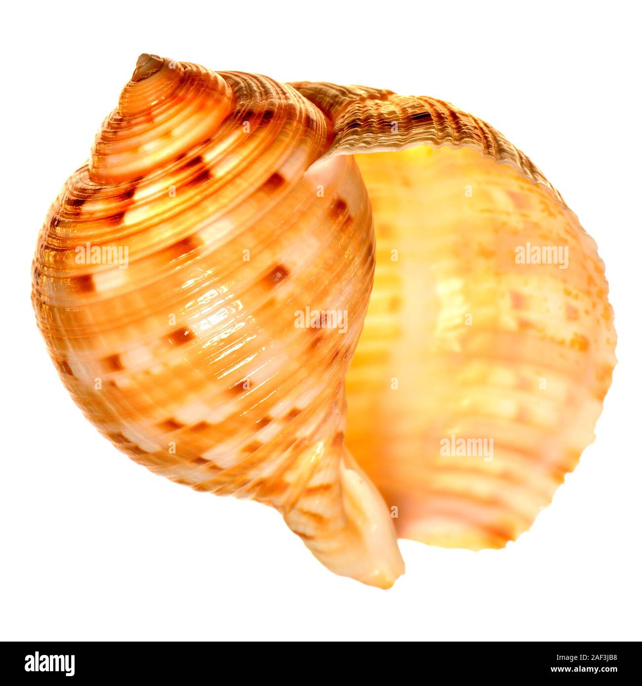 Chinese Tun shell (Tonna chinensis) c6cm. Region: Indo-Pacific Stock Photo
