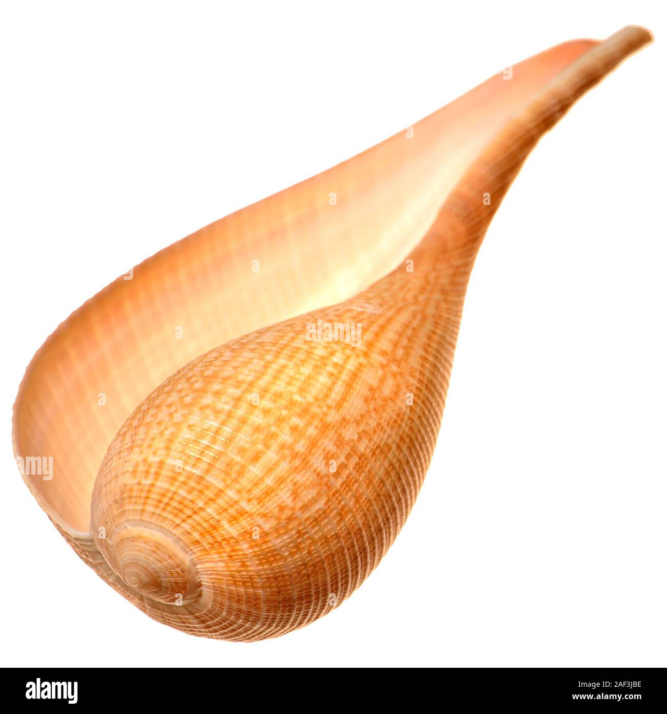Graceful Fig shell (Ficus gracilis) 13cm Stock Photo