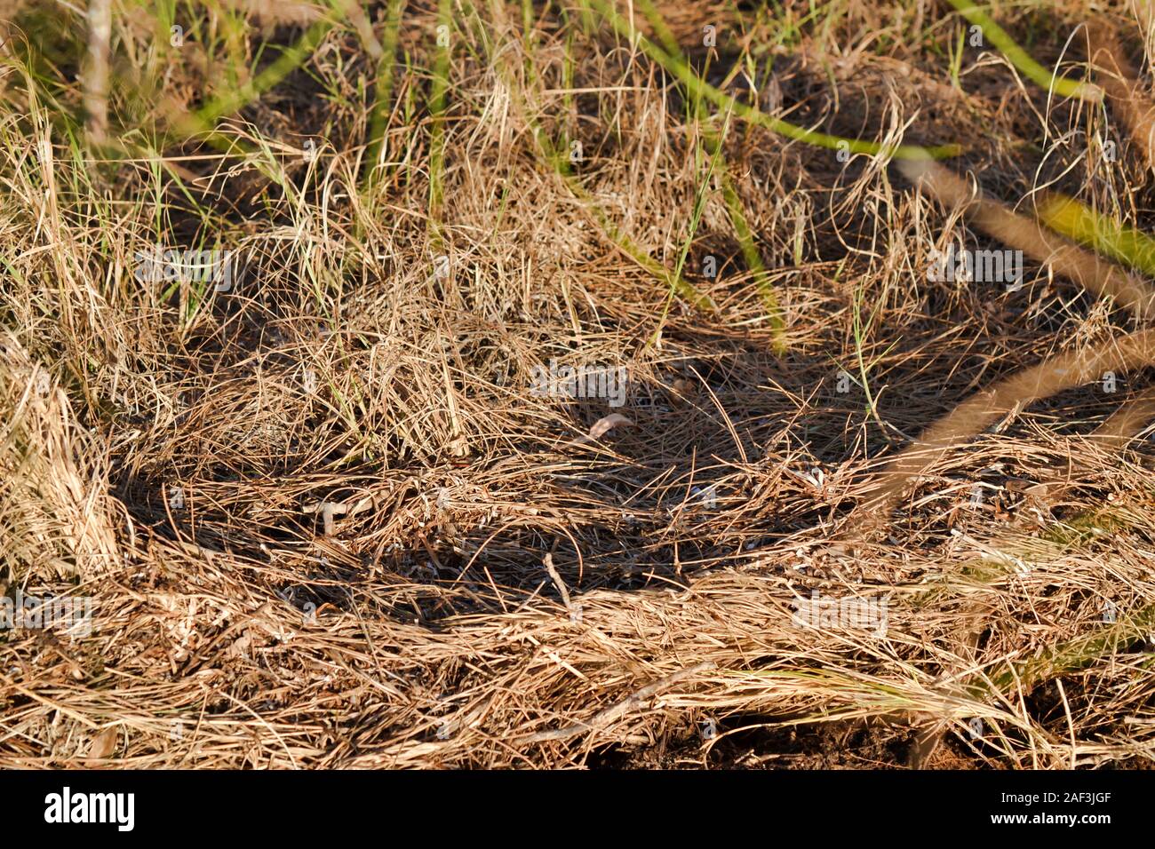 Flattened grass where coastal foraging seabirds have nested Stock Photo