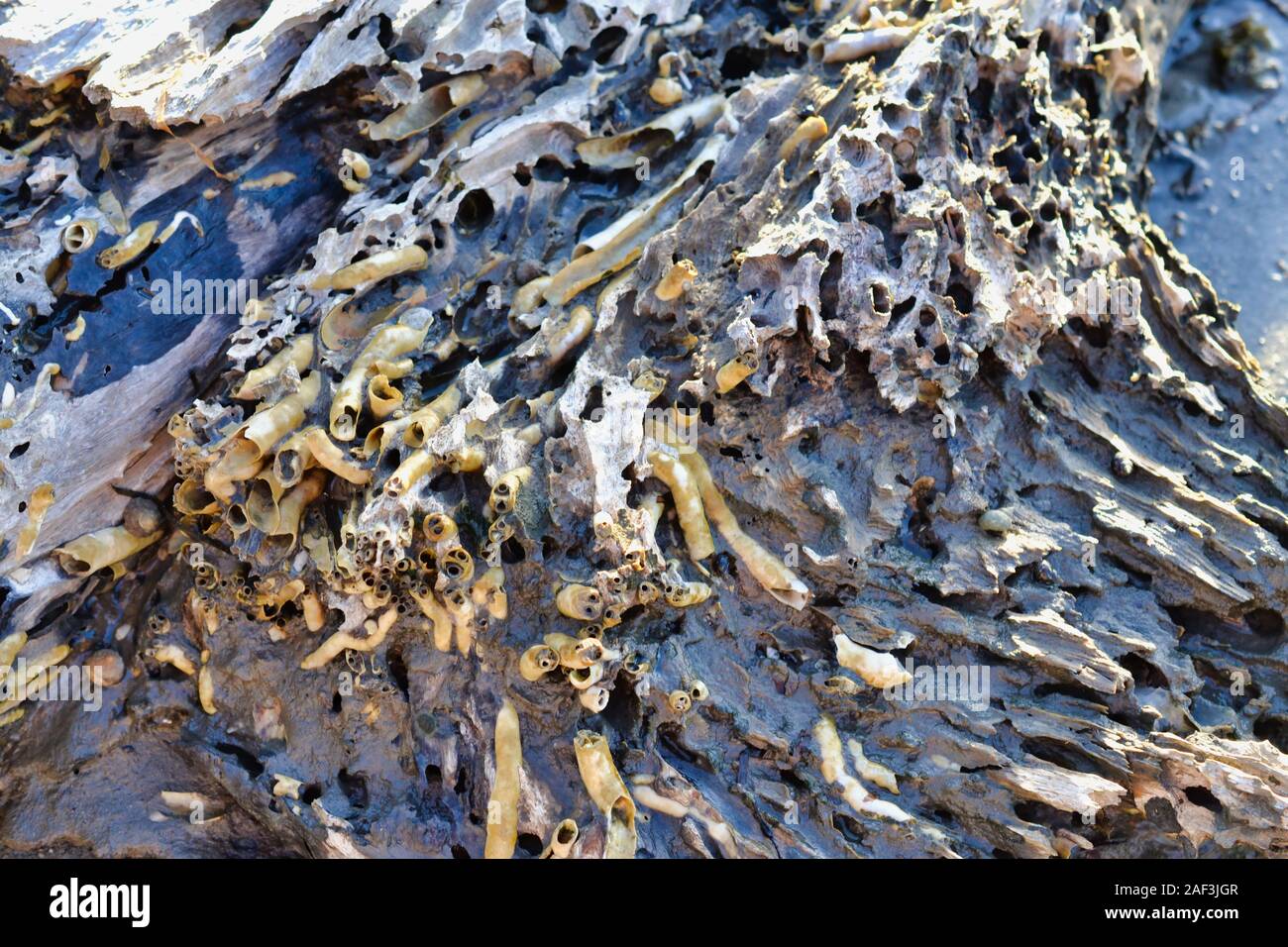 Worm shells on Driftwood log Stock Photo