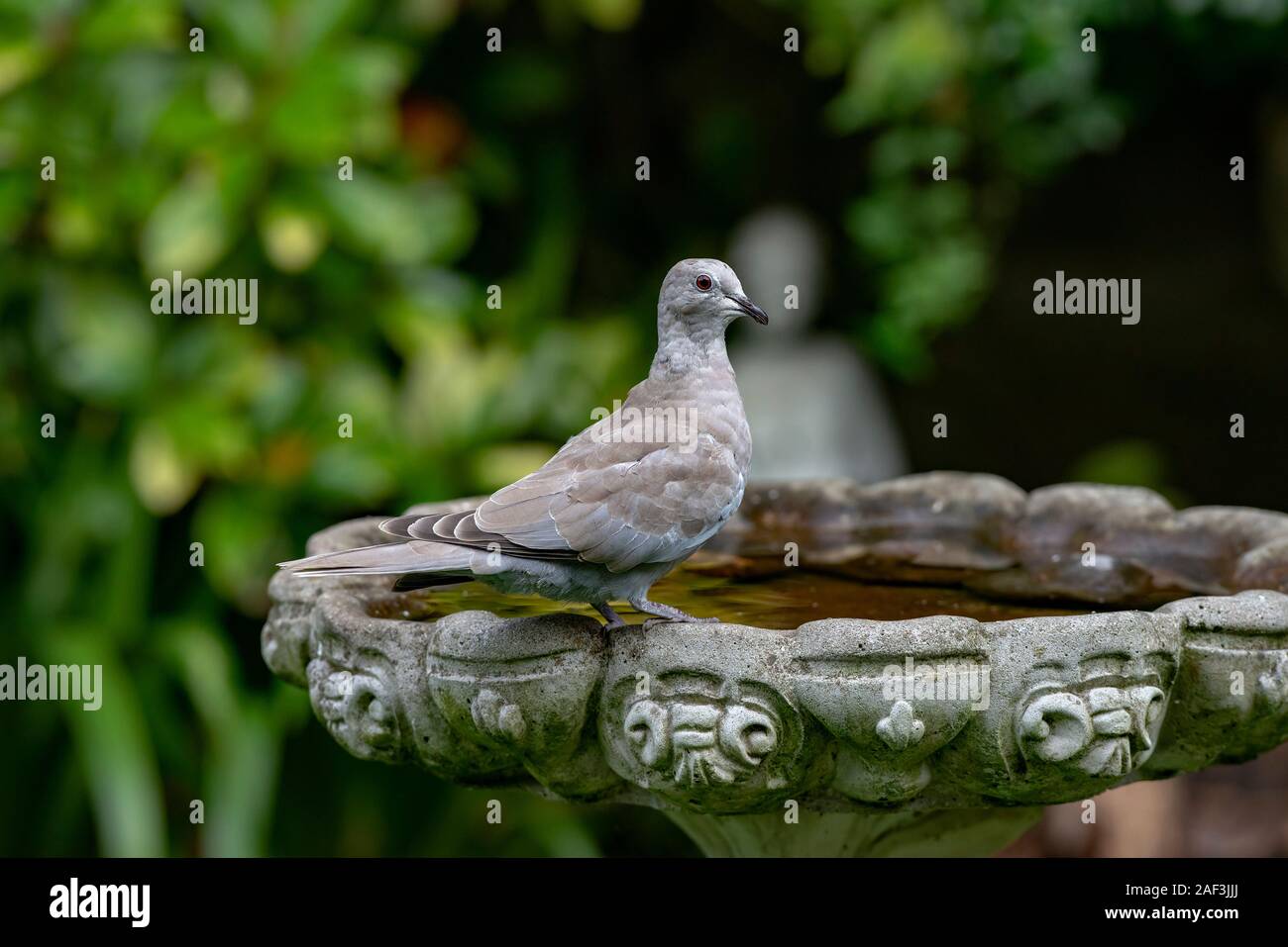 Eurasian collared dove-Streptopelia decaocto. Stock Photo