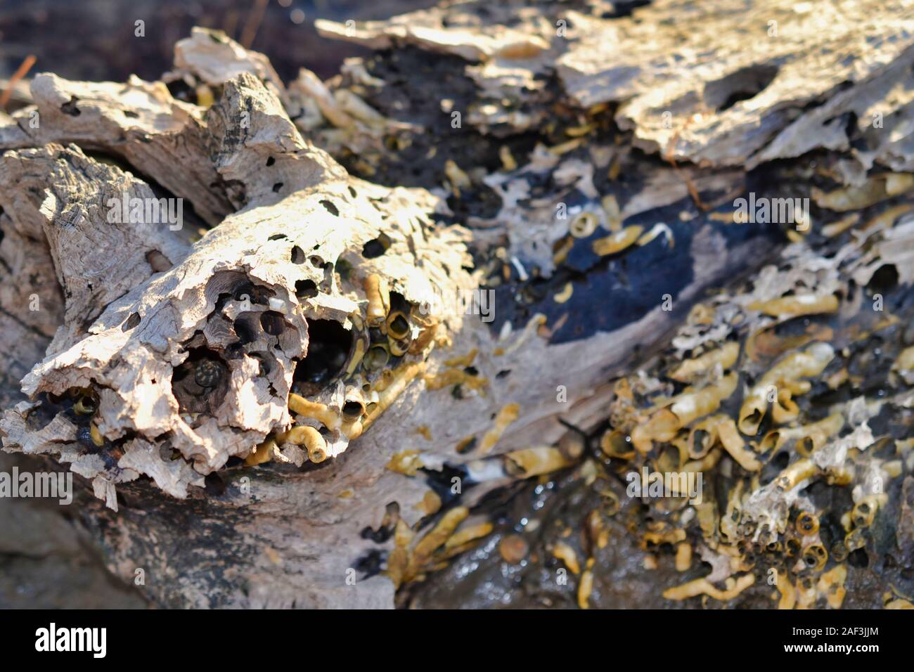Worm shells on Driftwood log Stock Photo