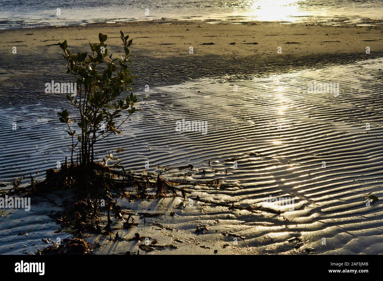 A young Mangrove standing in the shallows at low tide. Banksia Beach, Queensland, Australia Stock Photo