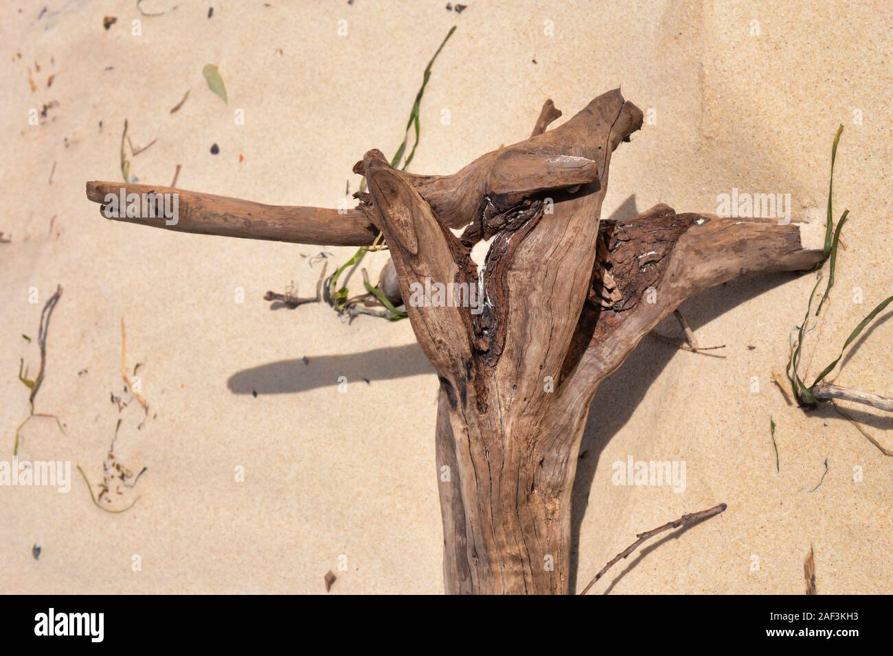 Tree Trunk driftwood on beach Stock Photo Alamy
