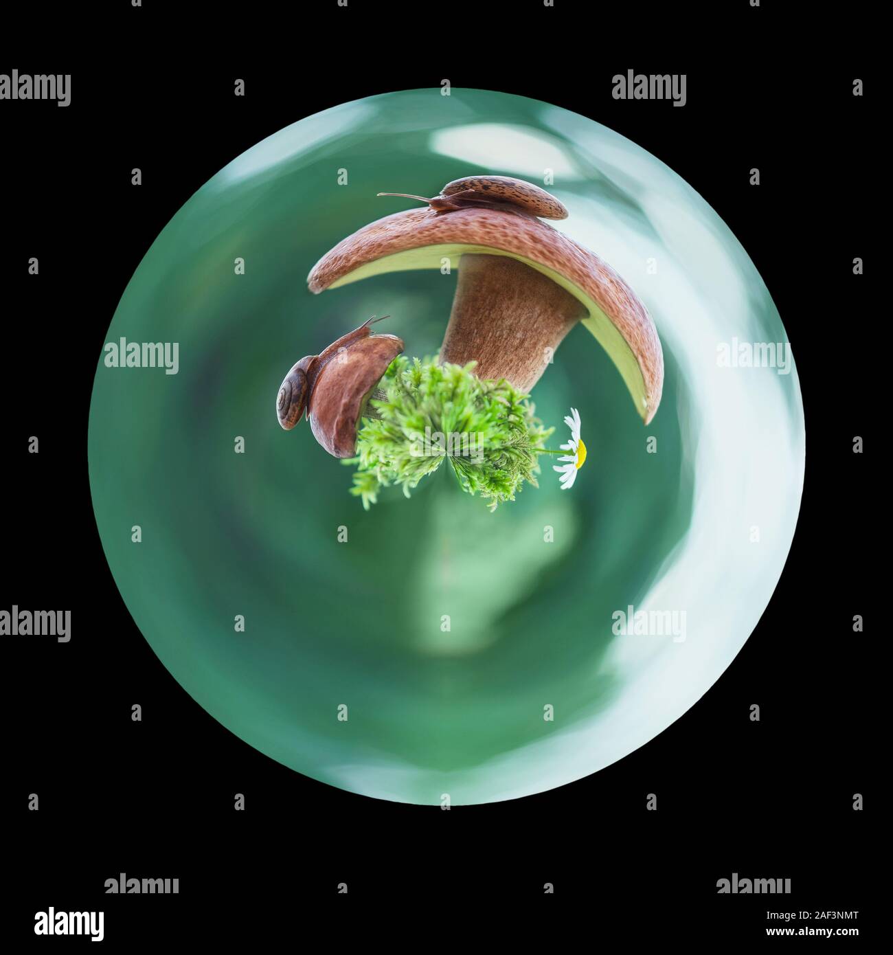 Planet with snails sitting on porcini mushrooms. Stock Photo