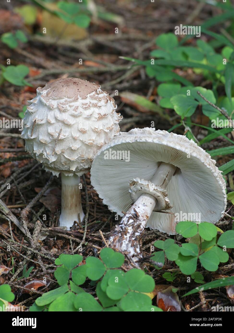 Chlorophyllum olivieri, known as Olive Shaggy Parasol, mushrooms from Finland Stock Photo