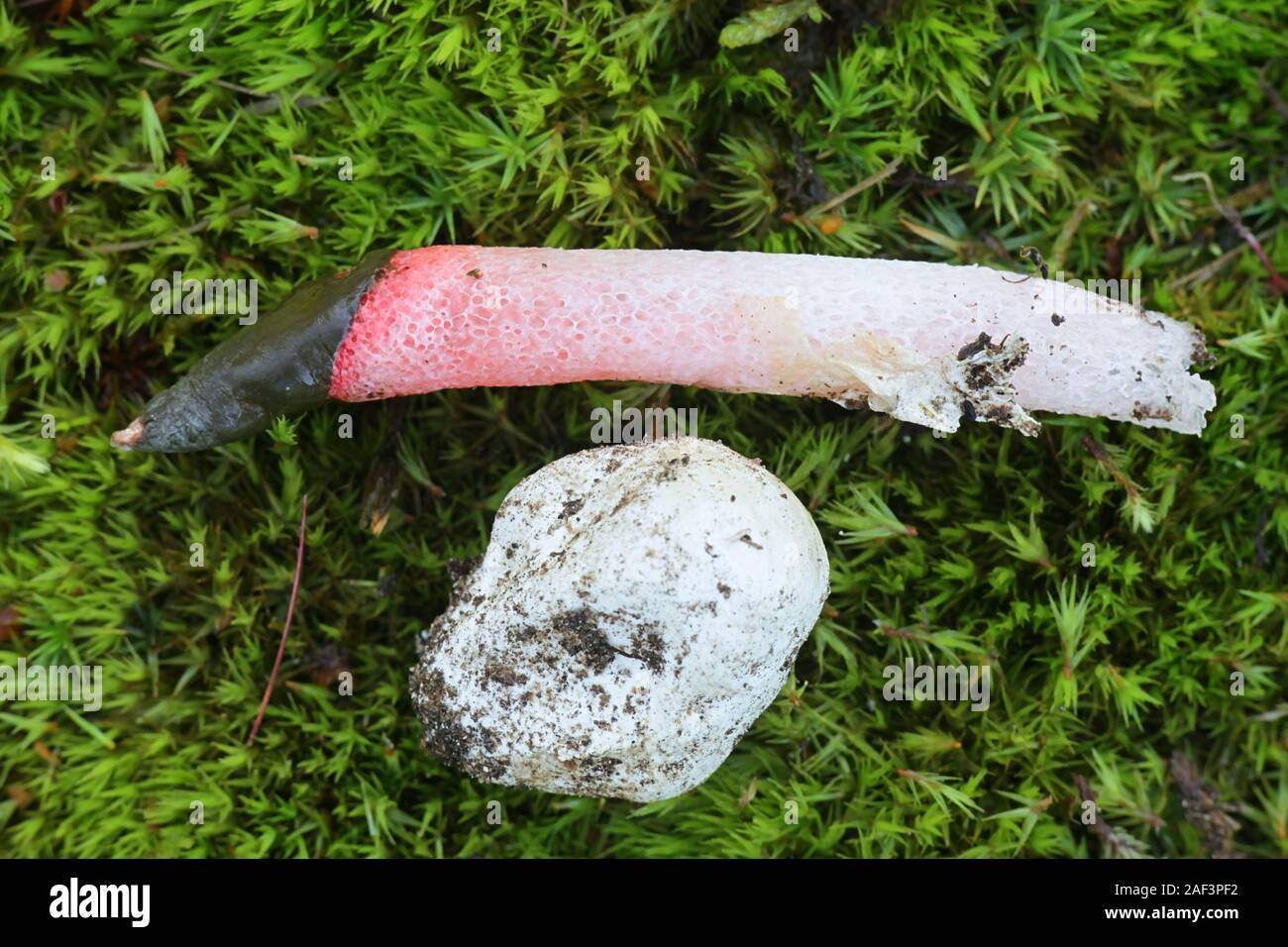 Mutinus ravenelii, known as the red stinkhorn fungus, egg and mature specimen from Finland Stock Photo