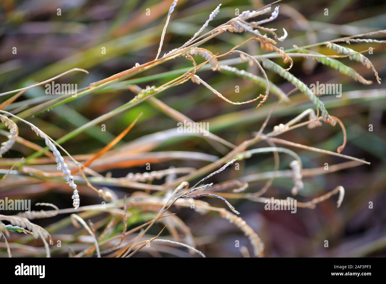 Eragrostis curvula is a species of grass known by the common name weeping lovegrass. Stock Photo