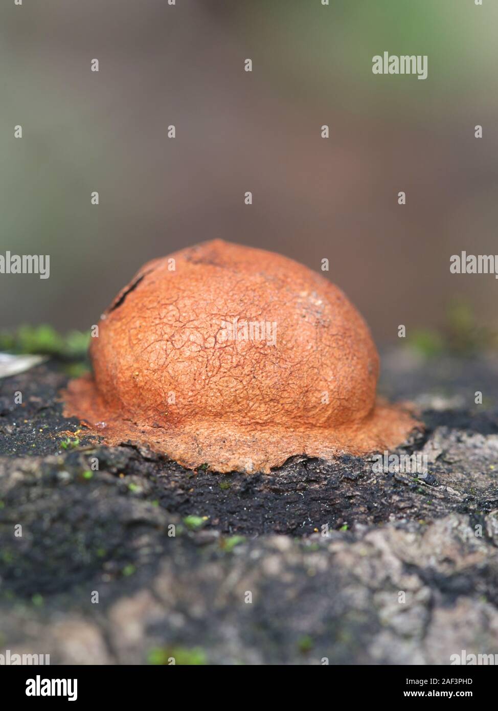 Fuligo leviderma, a plasmodial slime mold or moulds from Finland Stock Photo
