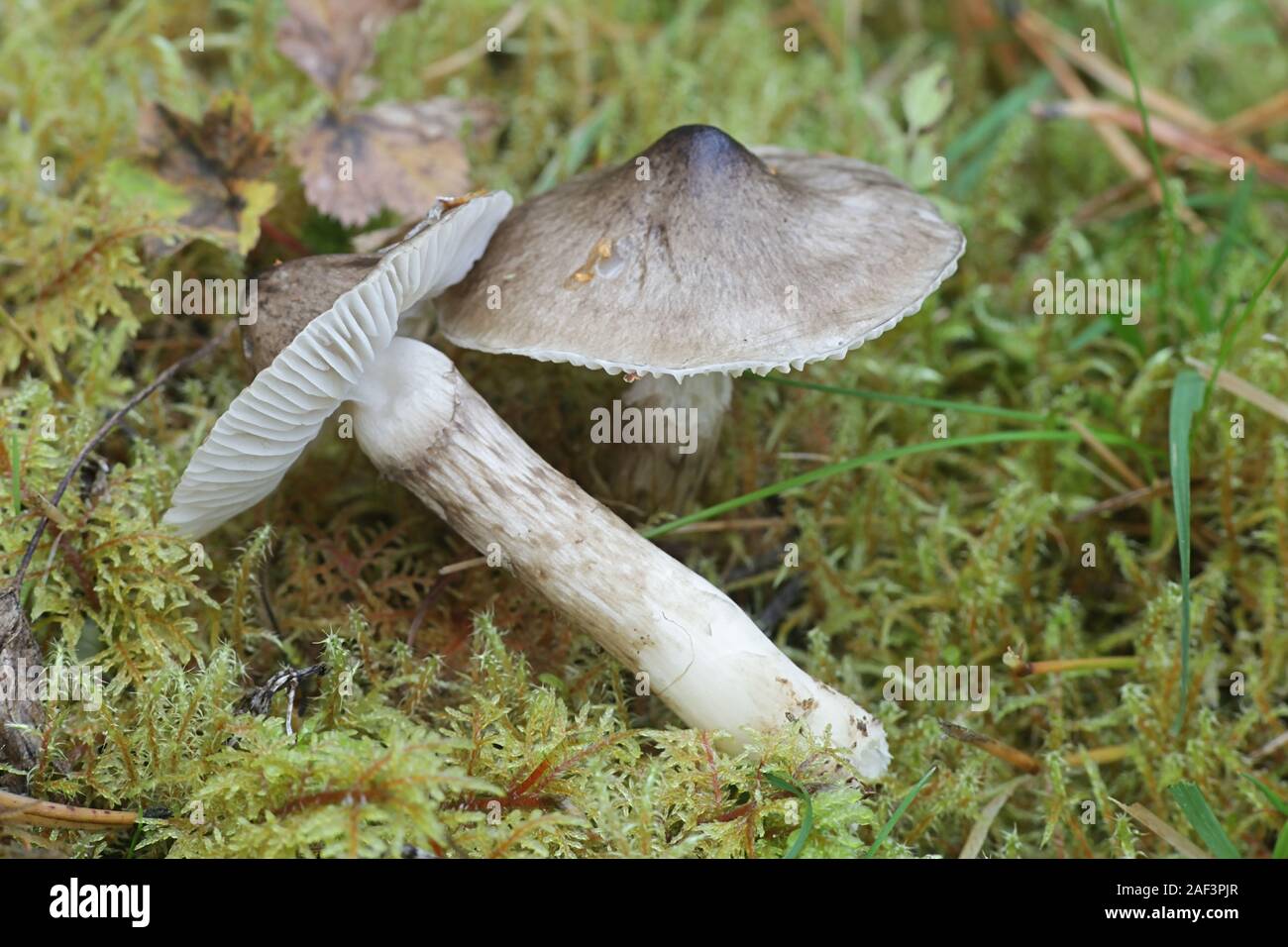 Hygrophorus korhonenii, woodwax or waxy cap mushrooms from Finland Stock Photo