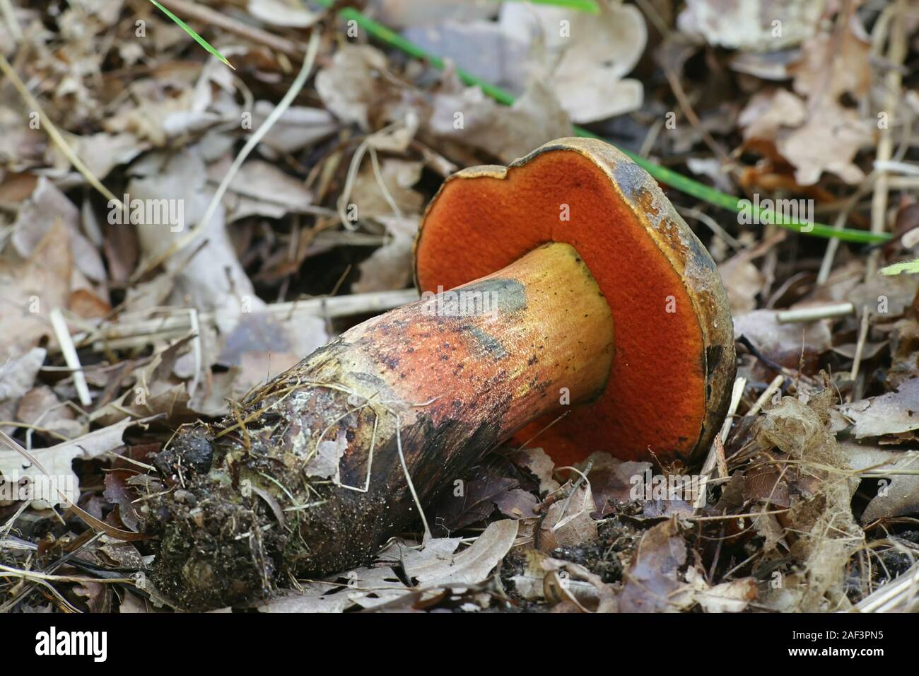 Neoboletus luridiformis, until 2014 as Boletus luridiformis, known as the scarletina bolete, wild mushroom from Finland Stock Photo