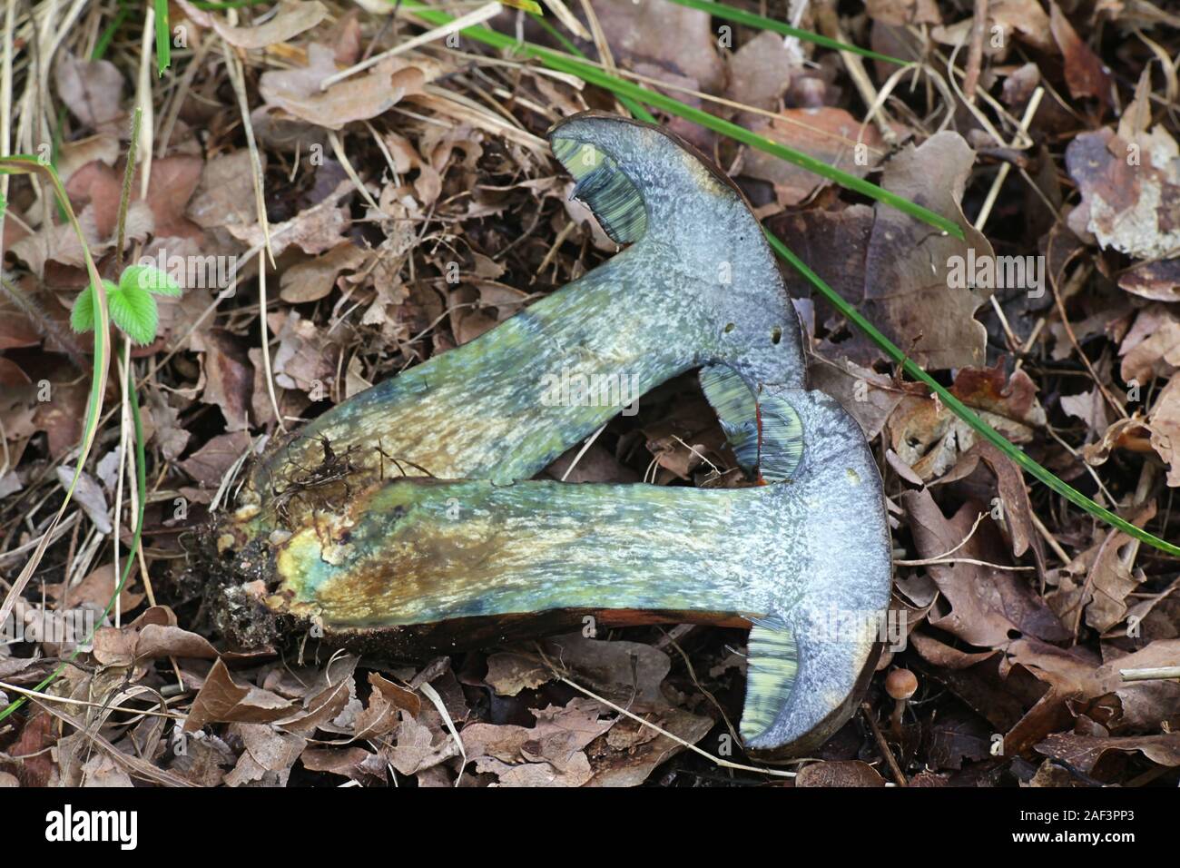 Neoboletus luridiformis, until 2014 as Boletus luridiformis, known as the scarletina bolete, wild mushroom from Finland Stock Photo