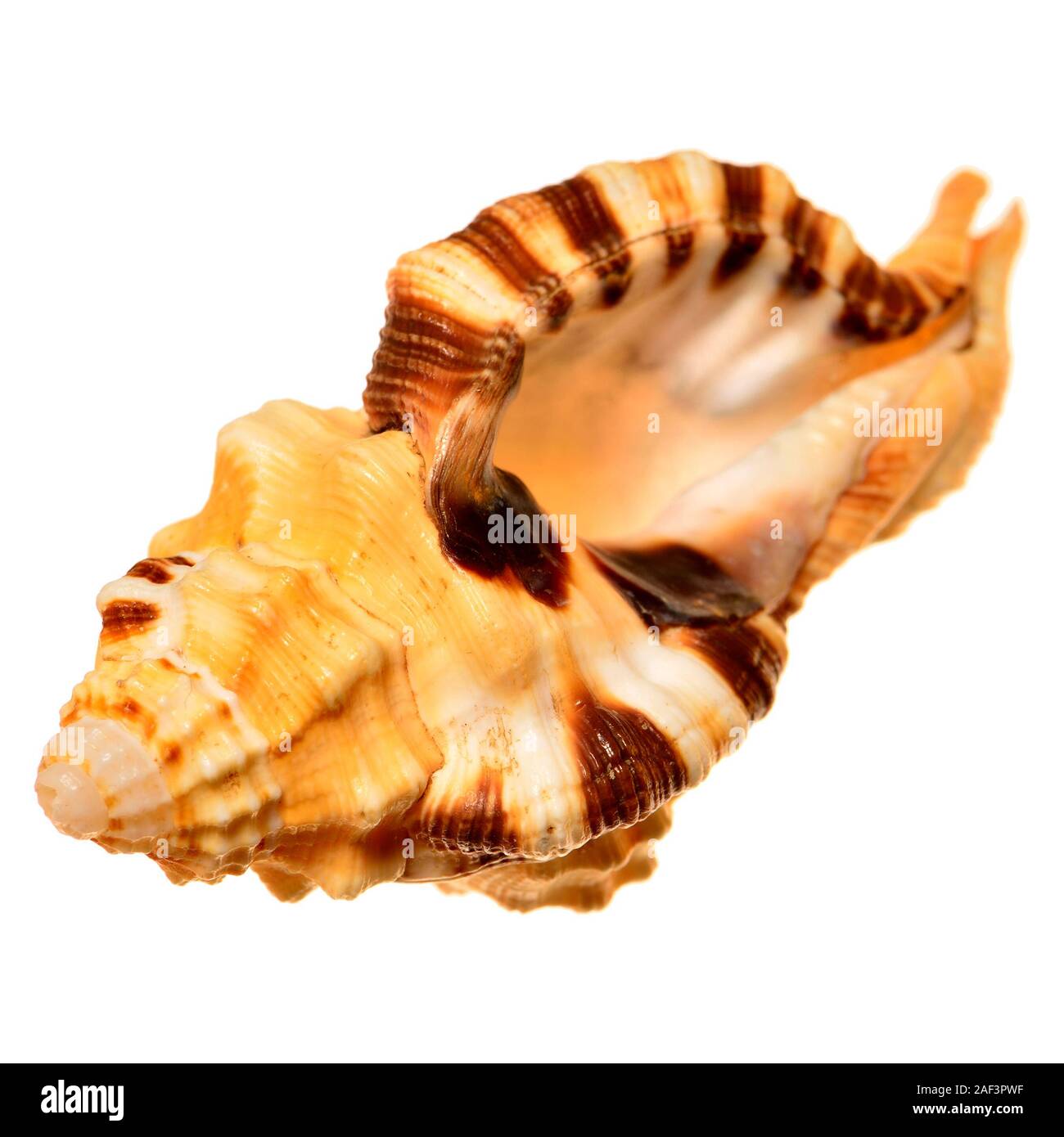 Large Spotted Triton / Yellow Triton shell (Lotoria grandimaculatum) 9cm Stock Photo