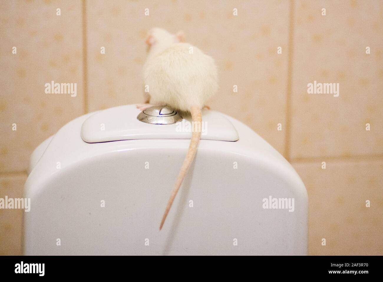 hemorrhoids concept. White rat on the toilet. on white background
