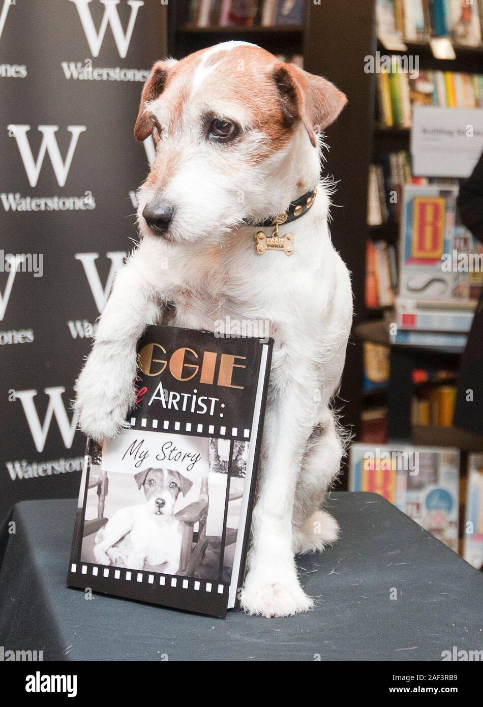 Uggie' the Jack Russell star of the film The Artist' making a public  appearance for the launch of his biography 'Uggie My Story' at Waterstones  in Kensington Stock Photo - Alamy