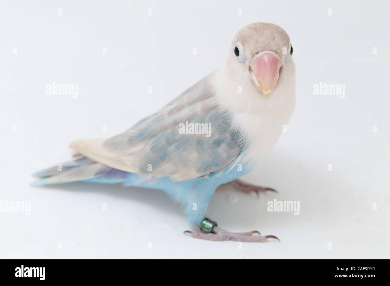 Agapornis Fischeri Lovebird Isolated On The White Background Stock Photo Alamy