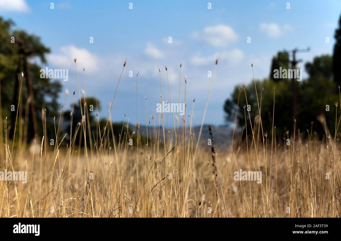Meadow in the late summer under the blue sky with clouds. Stock Photo