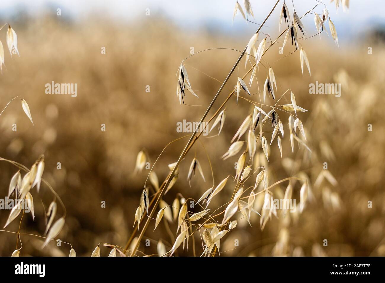 Close up of oats in the field. Stock Photo