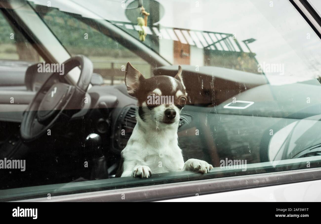 Small Chihuahua dog looking out of car window. Stock Photo