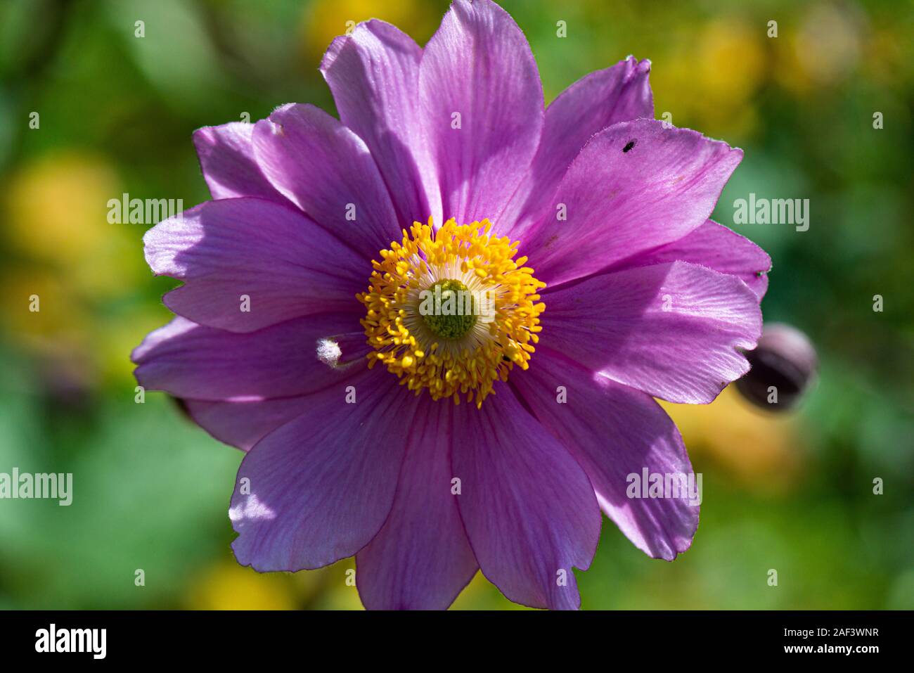 The flower of a Japanese anemone (Anemone × hybrida) Stock Photo
