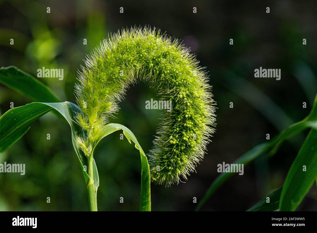 The flowering panicle of a plains bristle grass (Setaria macrostachya) Stock Photo
