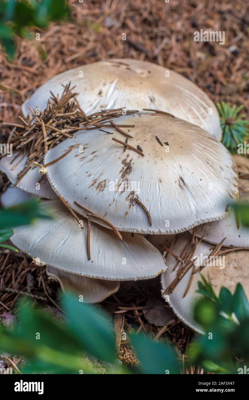 Mushrooms deep in the coniferous forest Stock Photo