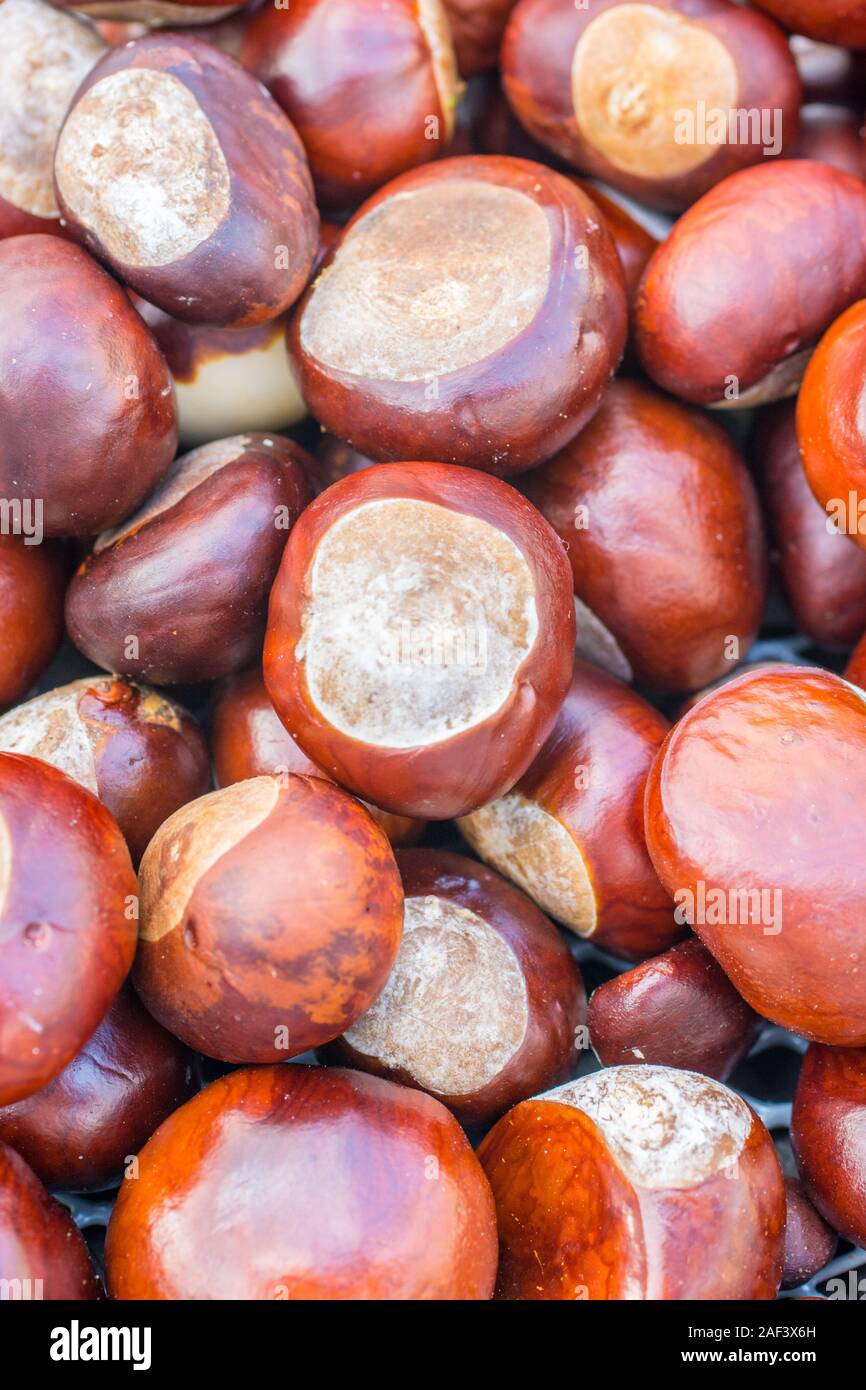 Brown chestnuts after collecting Stock Photo