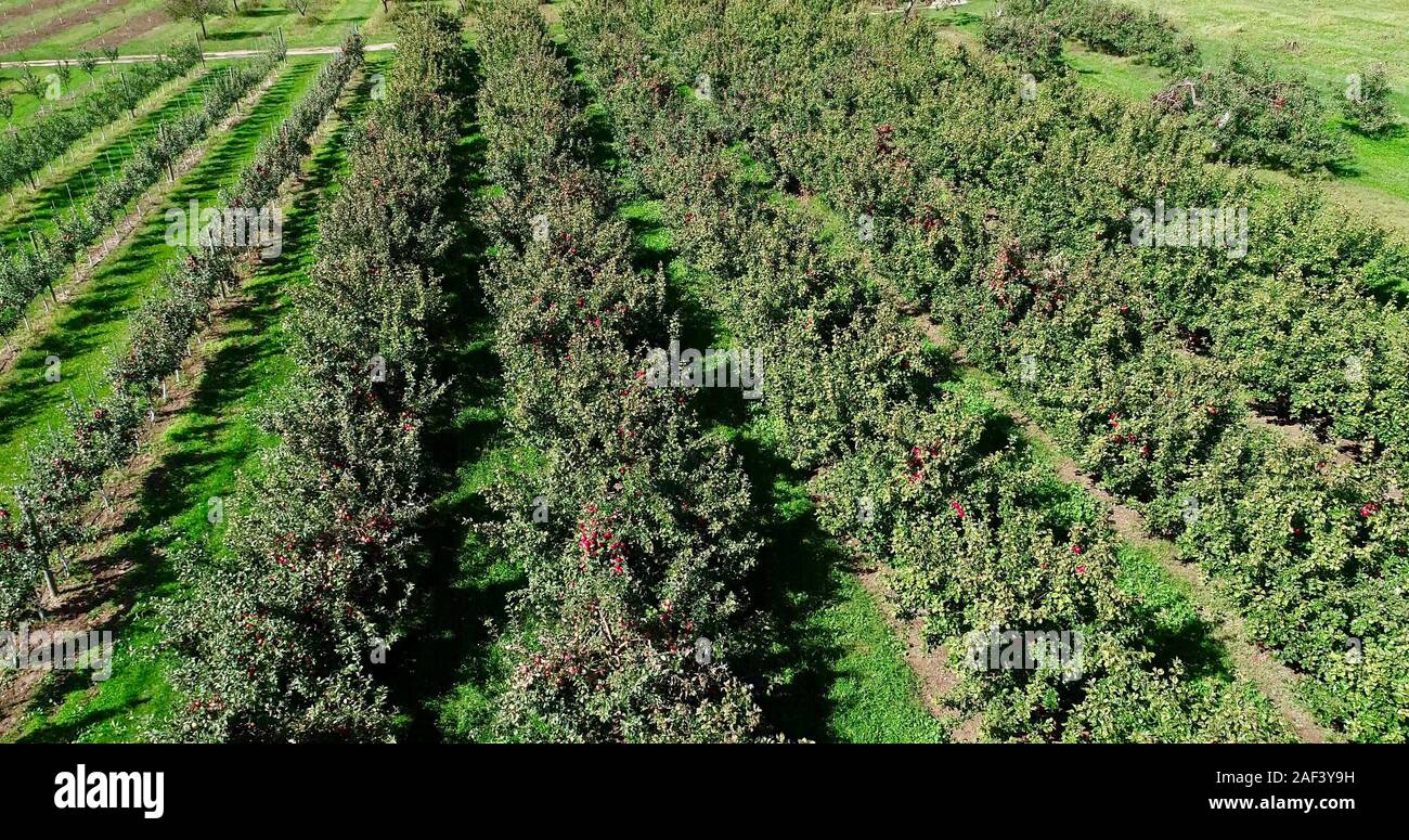 Cherry orchard usa hires stock photography and images Alamy