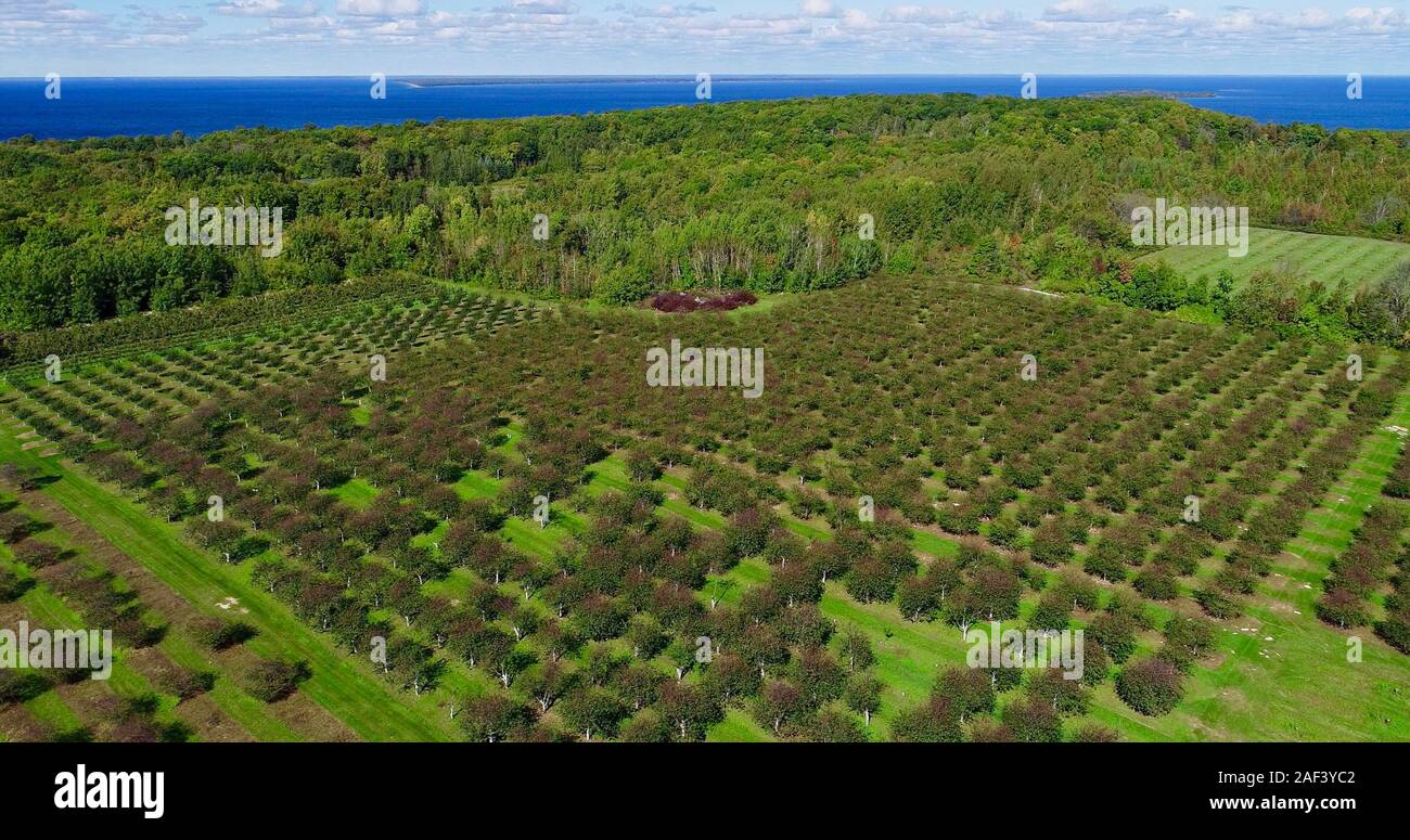 Aerial View Of Apple And Cherry Orchards At Lautenbach S