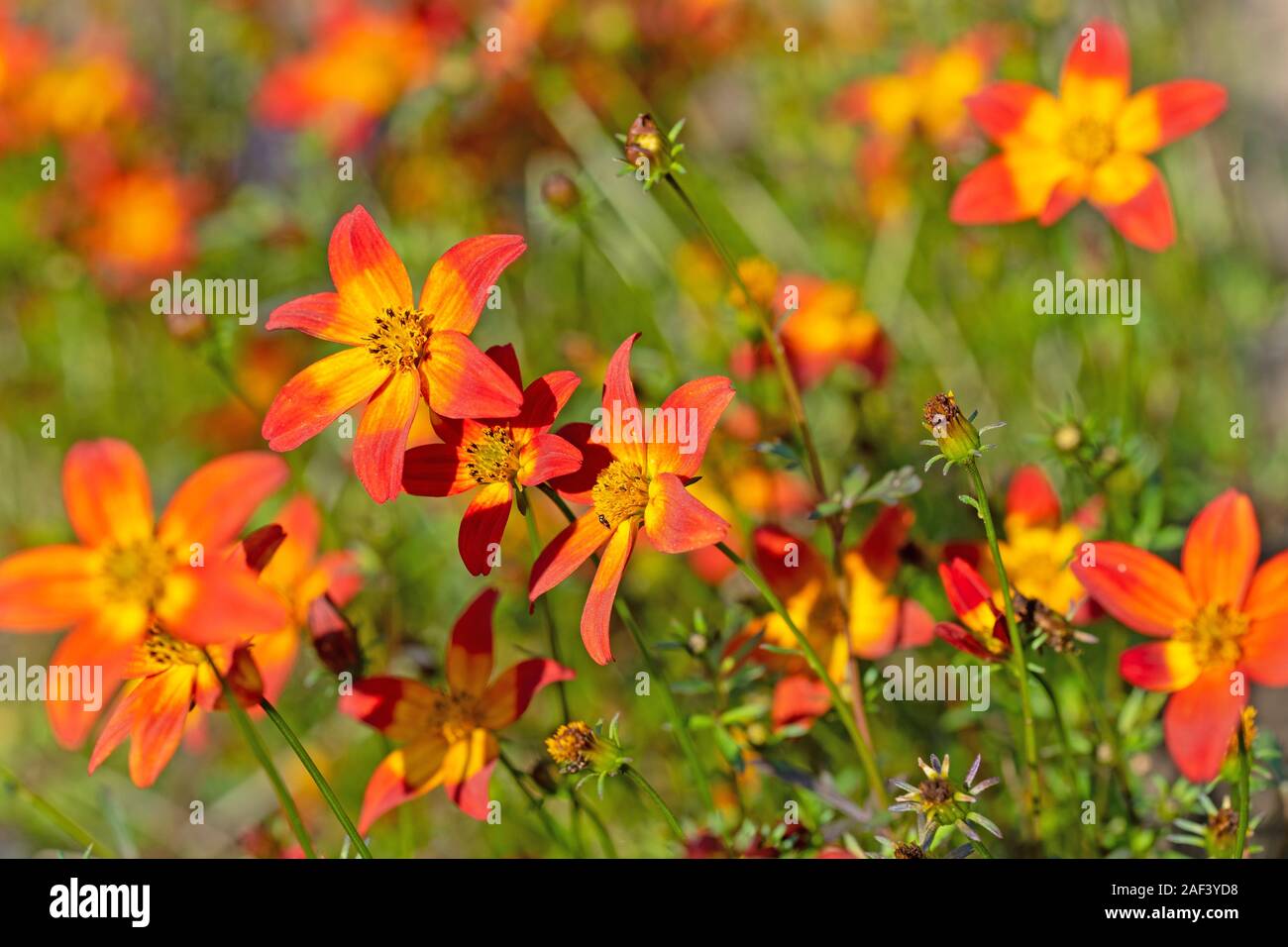 Bidens plant hi-res stock photography and images - Alamy