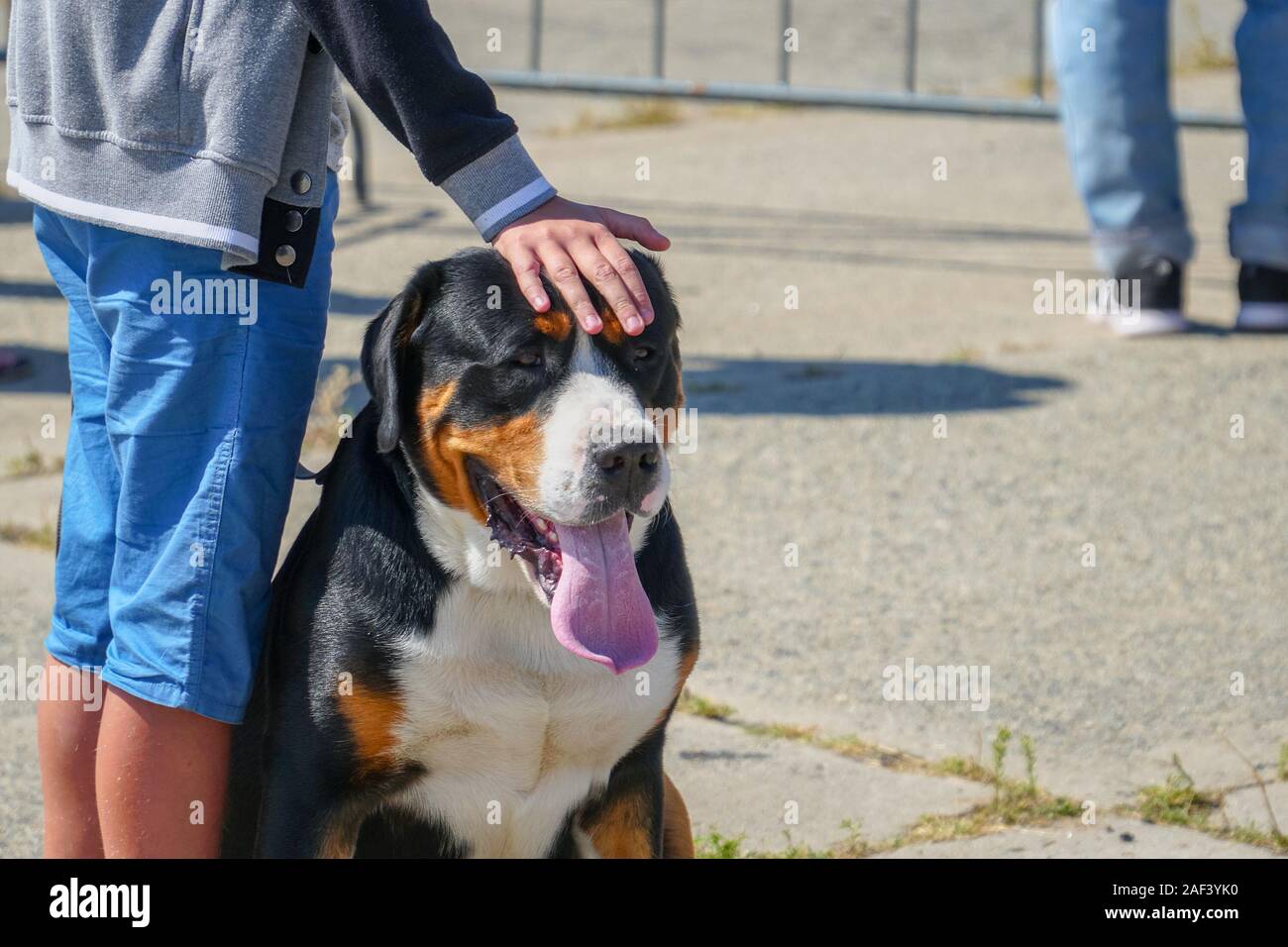 A large black dog with white chest next to the owner. Man's hand on a dog's head Stock Photo Alamy