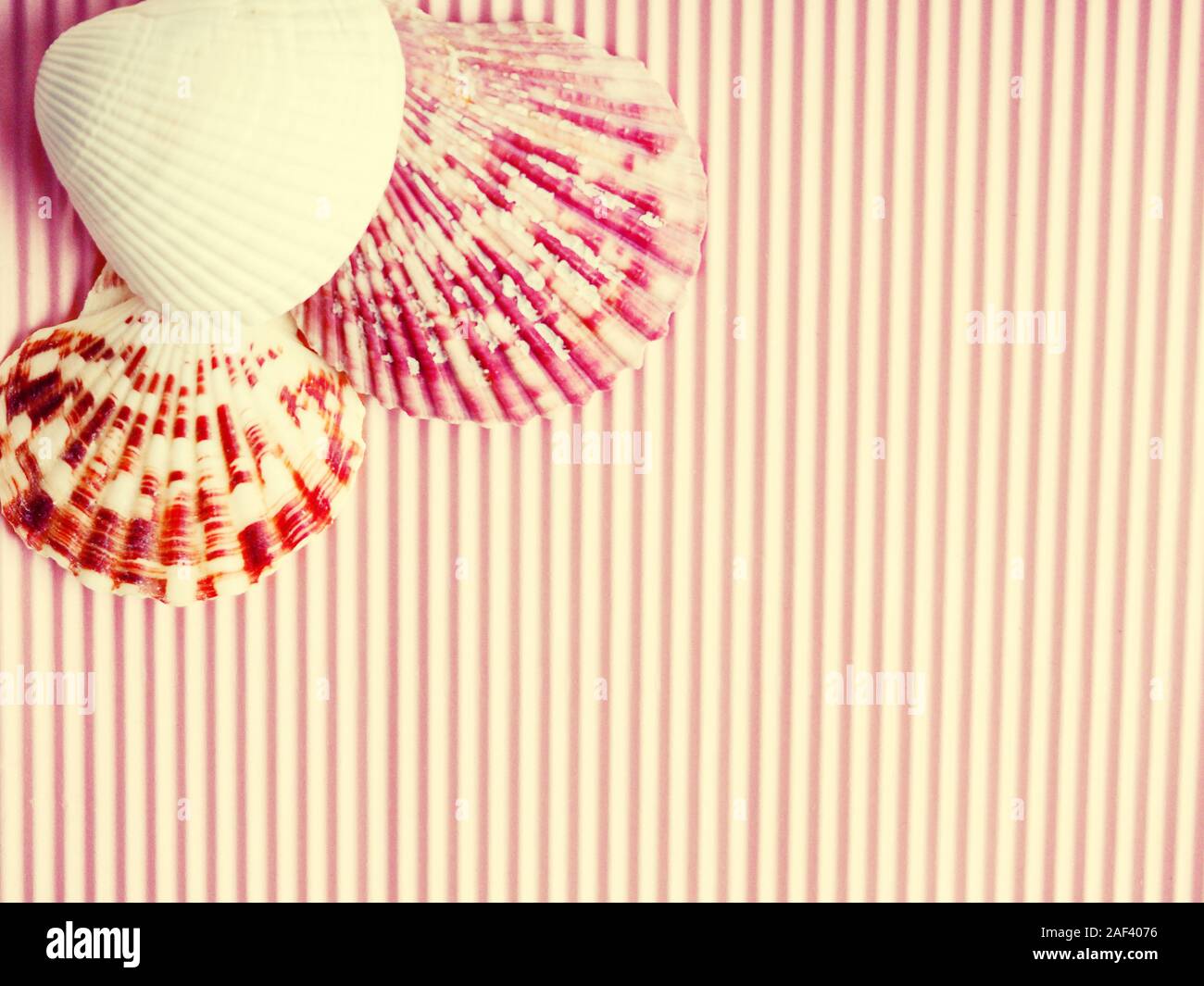 seashells on a pink ribbed background. space for text, postcard for design Stock Photo