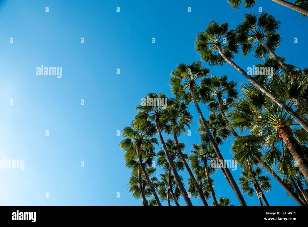 Palms swaying in the wind, sunset, low angle view , Malaga, Anadalucia, Spain Stock Photo