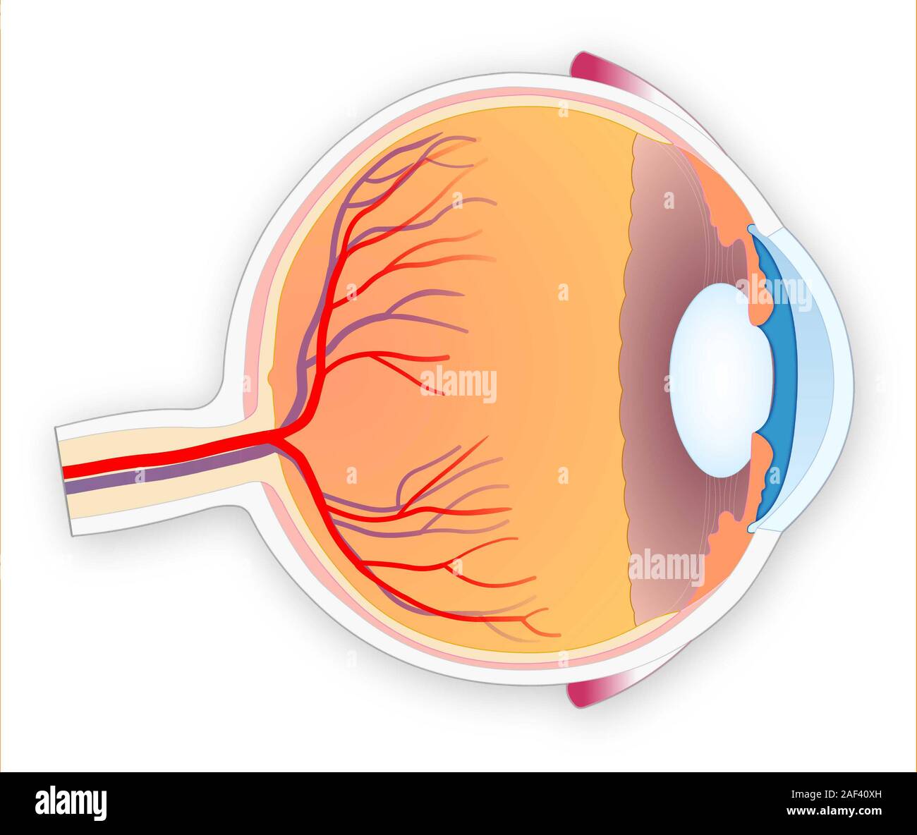 Human Eye Anatomy Stock Photo