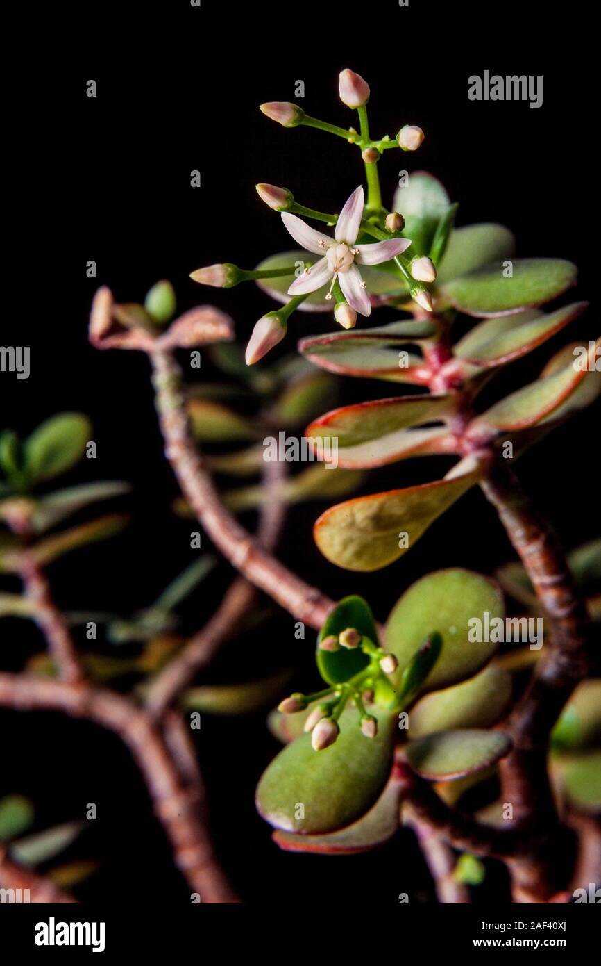 Silver Jade plant in bloom, Crassula arborescens, a perennial succulent Stock Photo