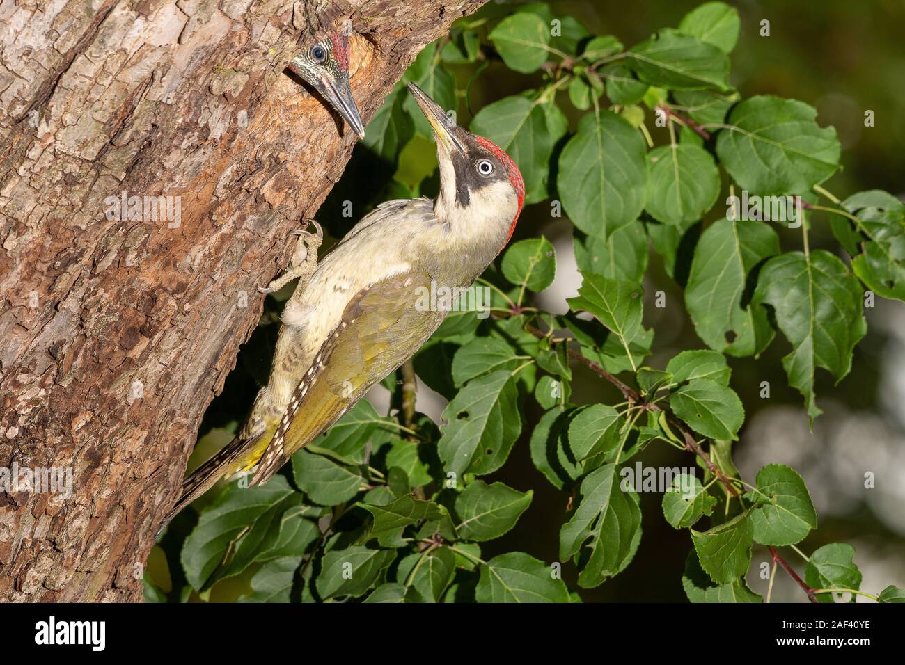 Gruenspecht, Weibchen (Picus viridis) Green Woodpeckers, female • Baden-Wuerttemberg, Deutschland Stock Photo