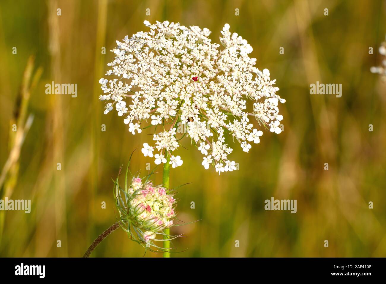 Wilde Moehre (Daucus carota subsp. carota) Wild carrot • Baden-Württemberg, Deutschland Stock Photo